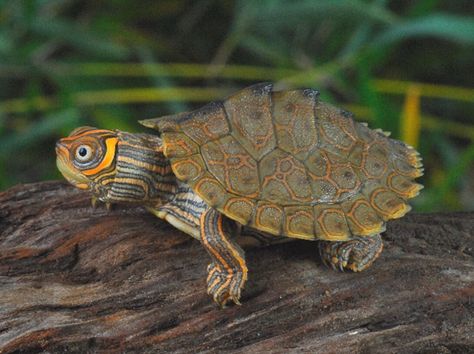 High Orange Mississippi Map Turtle Mississippi Map Turtle, Turtles For Sale, River Turtle, Turtle Terrarium, Kawaii Turtle, Map Turtle, Turtle Habitat, Small Turtle, Outdoor Ponds