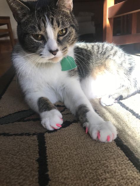 Showing off the pink nail caps he got at the vet today Cat Nail Caps, Nail Caps, Cat Makeup Halloween, Cat Nail, Tattoo Cat, Cat Nails, Cat Makeup, Cats Funny, Pink Nail