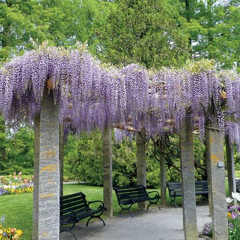 Blue Moon Wisteria, Fast Growing Pine Trees, 10 Acre Farm, Australian Cottage, American Wisteria, Wisteria Arbor, Growing Grape Vines, Wisteria Vines, Wisteria Pergola