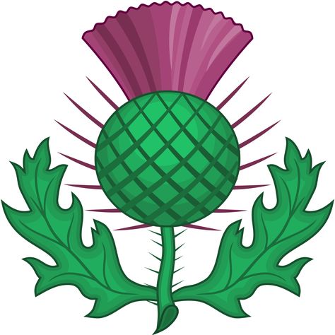 National symbols of Scotland - Wikipedia, the free encyclopedia Scotland Symbols, Milk Thistle Benefits, Scottish Thistle Tattoo, Scottish Symbols, Thistle Tattoo, Flower Symbol, National Flower, Thistle Flower, National Symbols