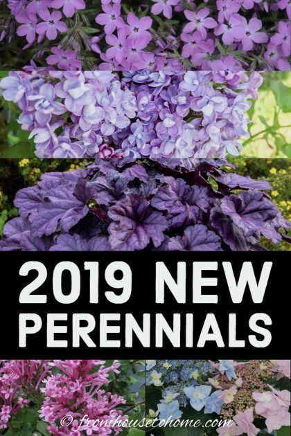 This list of the best new perennials and shrubs for 2019 is awesome! So many gorgeous flowers for all different kinds of gardening conditions from full sun to   shade. #fromhousetohome #perennials #partshadeperennials #sunperennials  #gardening Part Shade Perennials, Coral Bells Heuchera, Plant Shopping, Full Sun Perennials, Best Perennials, Sun Perennials, Blue And Purple Flowers, Perennial Shrubs, Shade Perennials