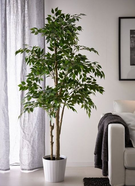 5 Times That Fake Plants Make The Cut (Or Do They?) | Apartment Therapy Indoor Fig Trees, Wall Plants Indoor, Interior Design Plants, Weeping Fig, Artificial Plants Decor, Privacy Plants, Artificial Plants Indoor, Living Room Plants, Artificial Plants Outdoor