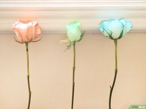 Different Color Roses, Dyed Flowers, Dyed Tips, Diy Dye, Dye Flowers, Pink Dye, Blue Food Coloring, Colour Tint, Lilac Color