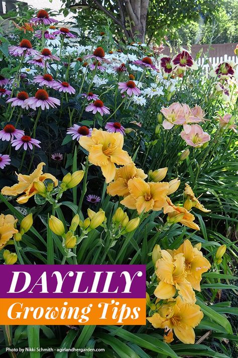 Day Lily Garden Ideas Flower Beds, Daylily Companion Plants, Day Lilly Landscaping, Day Lily Landscaping, Lilly Landscape Ideas, Daylily Garden Design Beds, What To Plant With Daylilies, Lily Garden Ideas Flower Beds, Daylillies Landscaping