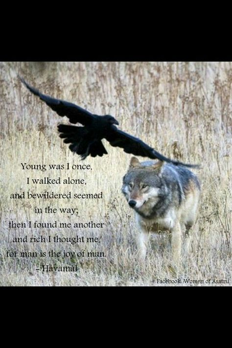 Sayings of the high one (Odin) Raven Wolf, Raven And Wolf, The Ancient Magus Bride, Crows Ravens, She Wolf, Wolf Love, Wolf Pictures, Wolf Spirit, Beautiful Wolves