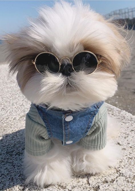 Shitzu Aesthetic, Shih Tzu Aesthetic, Shih Tzu Humor, Beer Wallpaper, Shitzu Dogs, Shitzu Puppies, Puppy Wallpaper, Puppy Dress, Cute Animal Memes