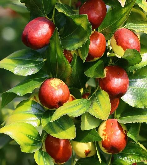 Jujube Fruit: Evidence-Based Health Benefits + Nutrition Facts Jujube Tree, Jujube Fruit, Herbal Medicine Recipes, Banana Drinks, Ginger Benefits, Lemon Benefits, Food Forest, Herbal Medicine, Fruit Trees