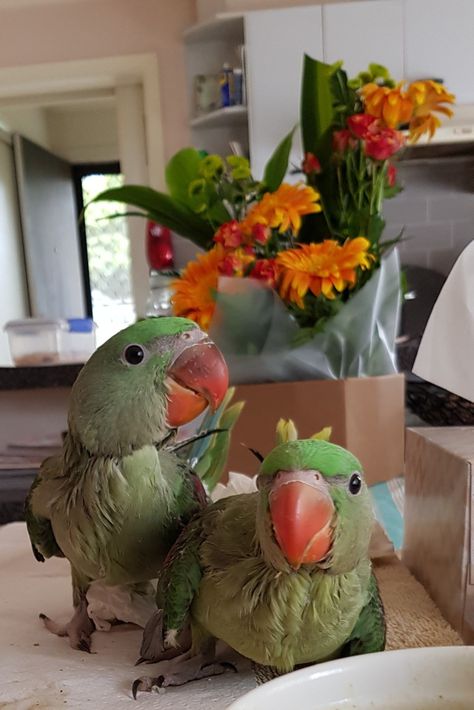 Alexandrine Parrot, Hand Raised, Parrot, Dinosaur Stuffed Animal, Violet, Birds, Quick Saves