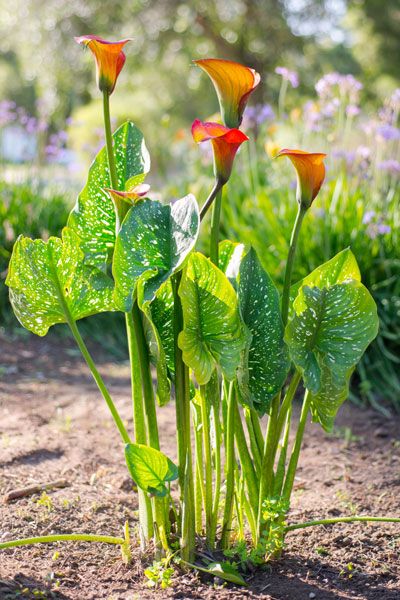 Calla Lily - Care, Growing, Watering, Flowering, Propagation - Plant Index Growing Calla Lilies, Calla Lily Plant Care, Calla Lily Garden Design, Calla Lily Care Outdoor, Calla Lily Care Indoors, Water Lilly Aesthetic, Cali Lilly, Calla Lily Care, Lilly Aesthetic