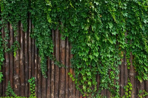 Distressed wooden fence with bright green ivy growing on in Ivy On Fence Ideas, Ivy On Fence, Greenery Fence, Ivy Fence, Types Of Ivy, Types Of Climbing, Boston Ivy, Trellis Garden, Ivy Wall