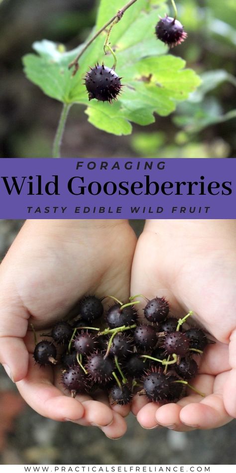 Start foraging wild gooseberries with this detailed plant identification guide for foraging berries! Summer foraging brings out all the tastiest wild edibles, including these delicious berries. Find more edible wild plants, foraging for beginners, and wild food foraging at @PSReliance. Foraging Photography, Apocalypse Family, Summer Foraging, Foraging For Beginners, Fall Foraging, Food Foraging, Wild Food Foraging, Berry Garden, Edible Wild Plants