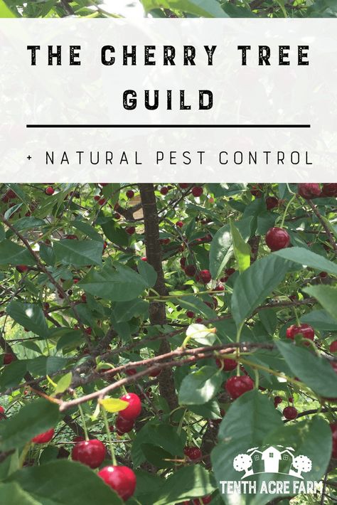 The Cherry Tree Guild and Natural Pest Control: A cherry tree is a good choice for home fruit production, but pests can sometimes be a problem. Here's how I planted cherry trees with a permaculture guild to reduce pests and produce an abundant cherry harvest. #growingfruit #permaculture #gardening Cherry Tree Guild, Antifungal Herbs, Tree Guild, Food Forests, Sweet Alyssum, Diy Nature, Veggie Gardens, White Clover, Fruit Fly