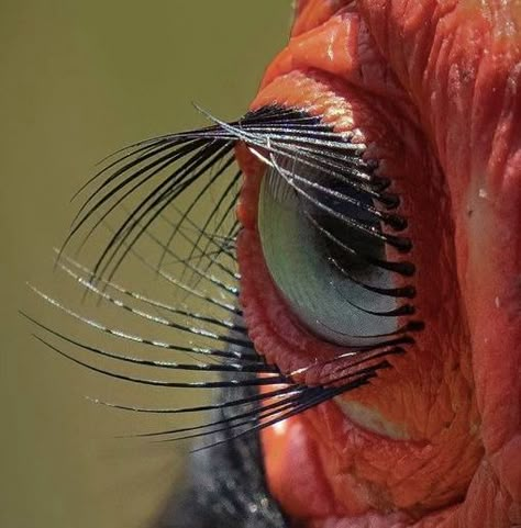 Reptilian Eyes, Ground Hornbill, Character Environment, Feline Eyes, Animal Close Up, Dragon Anatomy, Strange People, Fork In The Road, Art Eyes