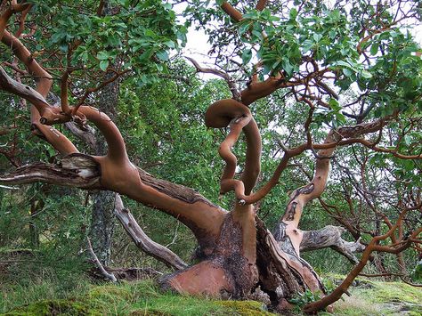 Ancient Arbutus menziesii, Thetis Lake Park, BC, Canada ~ by ngawangchodron, via Flickr Arbutus Tree, Christmas Nature, Weird Trees, Strawberry Tree, Salt Spring Island, Fall Trees, Prim Christmas, Old Trees, Unique Trees