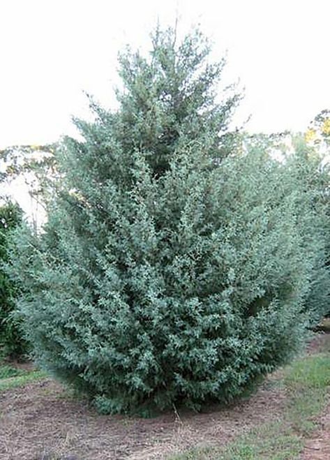 Oakland park? Arizona Cypress, Nursery Trees, Colorful Landscaping, Louisiana Christmas, Tree Types, Landscape Ideas Front Yard Curb Appeal, Texas Landscaping, Blue Cypress, Arizona Backyard