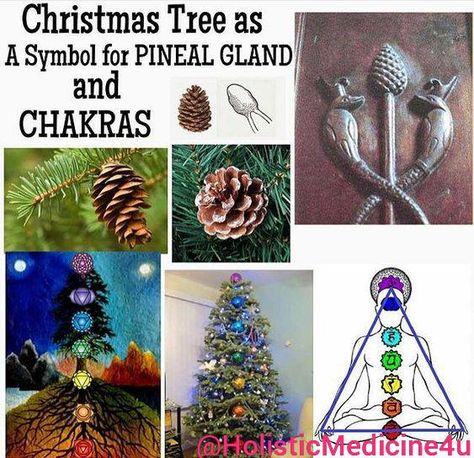 Meaning of the Christmas Tree/Chi as pertaining to our divine energy anatomical blueprint. Christmas, at is very incepetion, actually represents a celebration of expanding consciousness, as symbolized by the green pine tree/Christmas tree, aka, the pine cone, aka, the pineal gland. The pine tree also serves as symbology for the "Tree of Life"or the, while the lights or garlands we wrap around it represent the kundalini energy rising up the chakra ladder, or, the tree found within the human body. Kemetic Spirituality, Ancient History Facts, Sacred Science, Sacred Tree, Pineal Gland, Ancient Knowledge, Ancient Mysteries, New Earth, Doesn't Matter