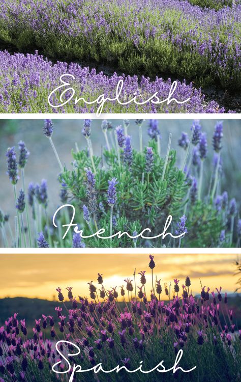 Pruning Lavender Plants, French Lavender Garden, French Lavender Plant, Lavender Potted Plant, Lavender Plant Care, Lavender Diy, Grow Lavender, Texas Landscaping, Lavender Varieties