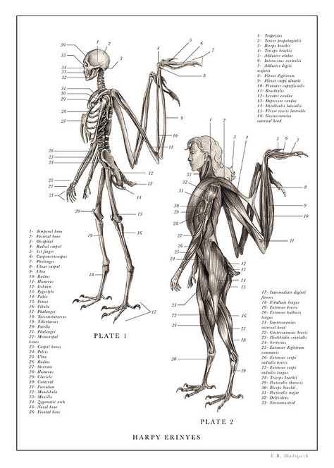 The Resurrectionist, Mythical Monsters, Wings Drawing, Anatomy Drawing, Mythical Creatures Art, Arte Inspo, Mythological Creatures, Wow Art, Creature Concept Art