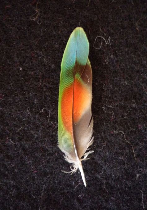 lovebird feather | ... lovebirds i discovered the joys of hoarding their tail feathers each Art Feathers, Feather Touch, Feather Photography, Indian Feathers, Hope Is The Thing With Feathers, Sewing Crochet, Green Feather, Bird Wings, Crochet And Knitting