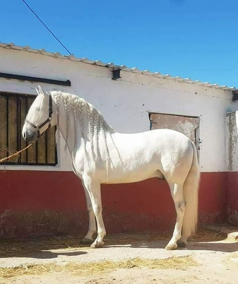 Warlander Horse, Wild Horse Islands, Saddle Tramp, Spirit Horse Movie, Medieval Horse, Lusitano Horse, Horse Movies, Spanish Horse, Horse Poses