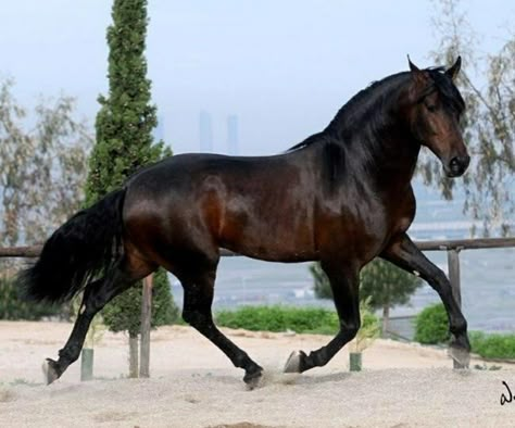 Hackney Pony, Spanish Walk Horse, Brown Horse Black Mane, Kathiyawadi Horse, Spanish Horse, Lusitano Horse, Horses Equestrian, Warmblood Horses, Rare Horses