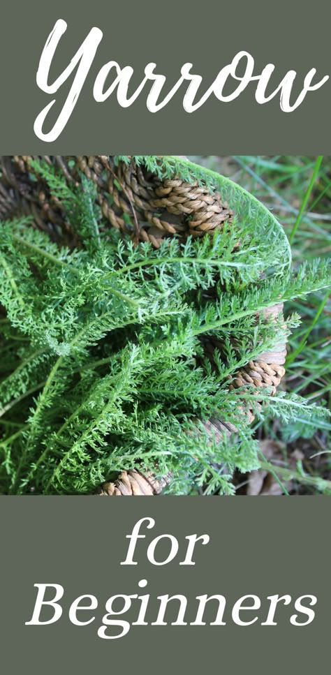 Yarrow for Beginners - Rough & Tumble Farmhouse How To Identify Herbs, How To Make Yarrow Tincture, Yarrow Harvesting, Uses For Yarrow, Harvesting Yarrow, Yarrow Uses, Homemade Oils, Herbs Medicinal, Yarrow Plant