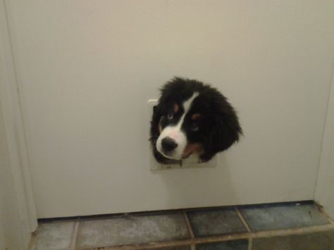 Nothing to see here Bernese Mountain Dog Puppy, Cute Small Animals, Mountain Dog, Bernese Mountain, Bernese Mountain Dog, Mountain Dogs, Cute Cats And Dogs, Working Dogs, Service Dogs