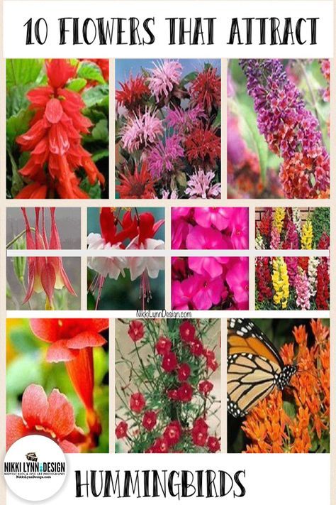 Shed Inspiration, Buchart Gardens, Hummingbird Nests, Butterfly Garden Design, Hummingbird Plants, Attract Hummingbirds, 10 Flowers, Hummingbird Flowers, Hummingbird Garden