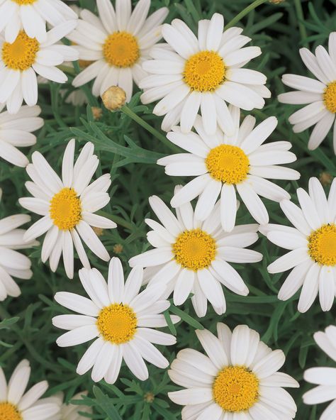 Marguerite Daisy, Dream Garden Backyards, Plants That Attract Butterflies, Butterfly Gardens, National Flower, Daisy Love, Kangaroo Paw, Special Flowers, White Daisies