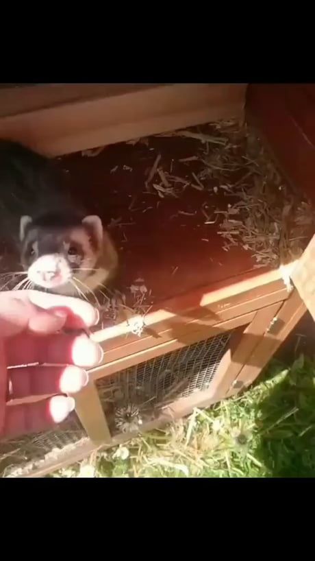 Aesthetic Ferret Cage, Baby Ferrets, Funny Ferrets, Possum Memes Funny, Possum Memes, Ferret Memes Hilarious, Hamster Memes, Cute Ferrets, Super Cute Animals