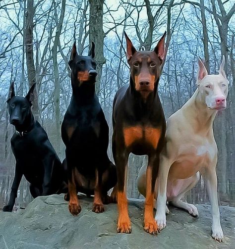 All Black Doberman, Baby Doberman Puppies, Doberman Family, Perro Doberman Pinscher, American Doberman, Black Doberman, Doberman Mix, Owning A Dog, Doberman Pinscher Dog