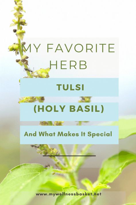 Tulsi(Ocimum tenuiflorum or Ocimum sanctum), is a herb that has traditionally been used in Ayurvedic medicine and a large number of herbalists world wide. It is fast-growing in popularity with it’s amazing health benefits. Read more about tulsi and how I add it to my herbal teas nearly every day! Tulsi Herb Benefits, Tulsi Tea Benefits, Tulsi Benefits, Wellness Basket, Stealth Health, Ocimum Tenuiflorum, Tulsi Tea, Bulk Herbs, Tea Health Benefits