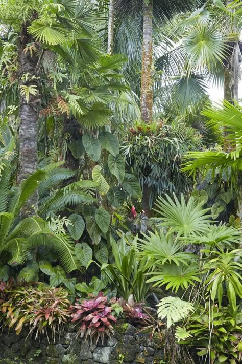 Tropical Landscape Design, Tropical Garden Design, Jungle Gardens, Tropical Backyard, Gardening Gifts, Landscape Plans, Backyard Garden Design, Landscaping Tips, Garden Landscape Design