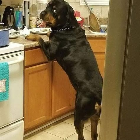 Rottweiler Pictures, Rottweiler Love, Rottweiler Lovers, Popular Dog Breeds, Most Popular Dog Breeds, Rottweiler Puppies, Rottweiler Dog, Brown Dog, Popular Dog