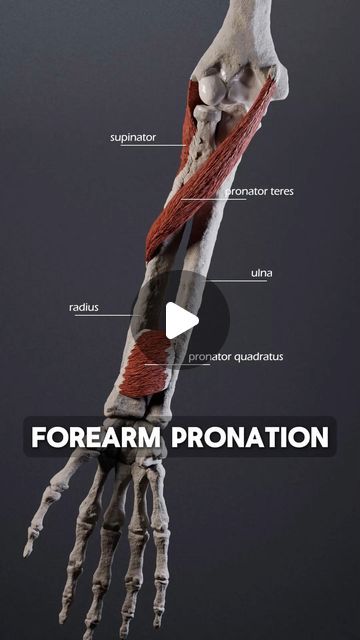 Pronator Quadratus, Hand Muscles Anatomy, Forearm Muscle Anatomy, Pronator Teres, Forearm Anatomy, Forearm Bones, Radius And Ulna, Forearm Muscles, Hand Palm