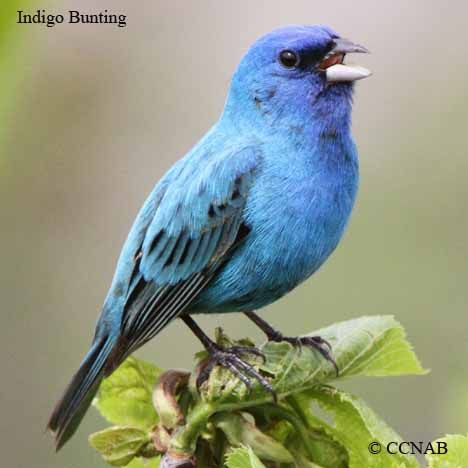 North american birds | Buntings | bunting pictures | buntings of North America | Birds Birds Types, Bunting Bird, Bird Guide, North American Birds, Farm Fields, Indigo Bunting, Abandoned Farm, Hawk Bird, American Birds