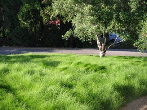 Lawn alternatives...different grasses, groundcovers to use instead of your lawn California Fescue, Fescue Lawn, Replace Lawn, Fescue Grass, Tall Fescue, Lawn Alternatives, California Native Plants, Native Plant Gardening, Meadow Garden