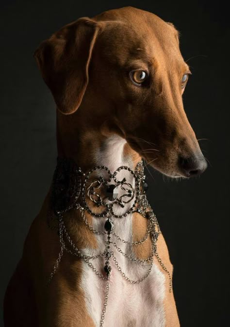 Saluki Dogs, Rare Dogs, Grey Hound Dog, Pretty Dogs, Hound Dog, Dog Photography, Whippet, History Facts, Dog Portraits