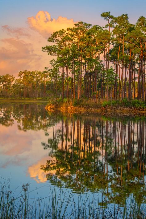 Florida Photography Gallery | Florida Landscape Photos | Photos by Joseph C. Filer Florida Landscape, Florida Everglades, Florida Pictures, Bare Trees, Everglades Florida, National Parks Photography, Sunrise And Sunset, Florida Photography, Florida Art