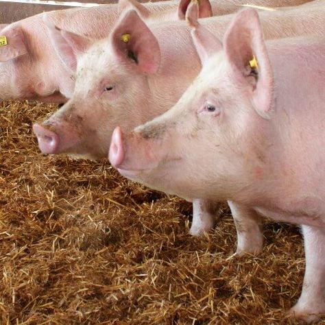 Pig Feed, Raising Pigs, Decision Making Process, Pig Farming, Animal Nutrition, Down On The Farm, Business Intelligence, Market Research, On The Farm