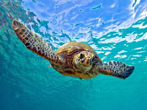 A Sea Turtle Swimming Stares Straight at the Camera - Maui Hands Turtles Swimming, Loggerhead Sea Turtle, Pacific Green, Turtle Conservation, Galapagos Tortoise, Turtle Swimming, Green Sea Turtle, Turtle Love, Green Turtle