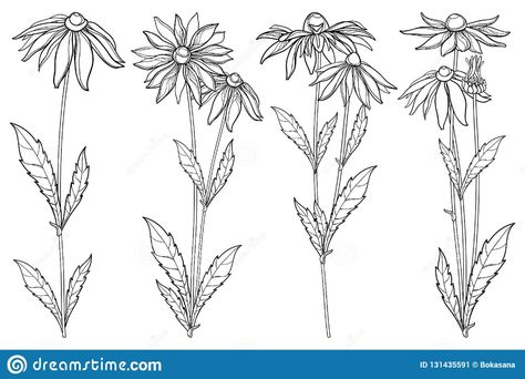 Black Eyed Susan Drawing, Back Illustration, Black Eyed Susan Flower, Rudbeckia Hirta, Flower Bunch, Flower Sketches, Dainty Tattoos, Black Eyed Susan, Black Eyed