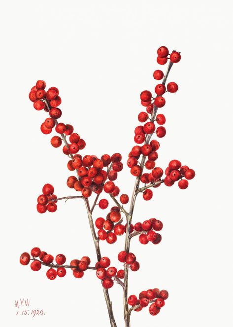 Christmas Botanical Illustration, Winter Flower Illustration, Winter Botanical Illustration, Holly Botanical Illustration, Winter Foliage Illustration, Ilex Verticillata, Watercolor Holly And Berries, Winter Botanicals, Winter Berries Illustration