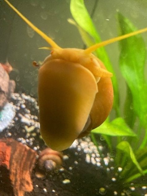 Mystery Snail Care, Community Fish Tank, Mystery Snails, Snail Tank, Apple Snail, Aquarium Setup, Snail Shell, Types Of Fish, Spinach Leaves