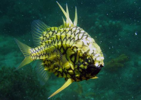 A Book of Rather Strange Animals OUT NOW!!! on Twitter: "The pineapple fish. (Photo: Michael McKnight)… " Pineapple Fish, Underwater Creatures, Underwater Life, Water Life, Saltwater Aquarium, Weird Animals, Sea World, Unique Animals, Underwater World