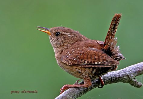 jenny wren by Gray Clements Wren Photos, English Birds, Bird Singing, Jenny Wren, Wren Bird, St Stephen, Birds Singing, Bird Types, Bird Photos