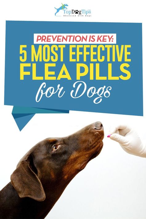 Top Best Flea Pills for Dogs Flea Medicine For Dogs, Kill Fleas On Dogs, Flea Spray For Dogs, Dog Flea Remedies, Benadryl For Cats, Diy Dog Shampoo, Dog Illnesses, Flea And Tick Spray, Flea Spray