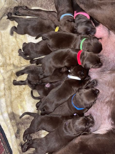 Chocolate Labrador Puppies Chocolate Labrador Puppies, Labrador Puppies For Sale, Labrador Puppy Chocolate, Chocolate Lab Puppies, Labrador Puppies, Puppies For Sale Near Me, Labrador Retriever Puppies, Retriever Puppies, Yellow Labrador