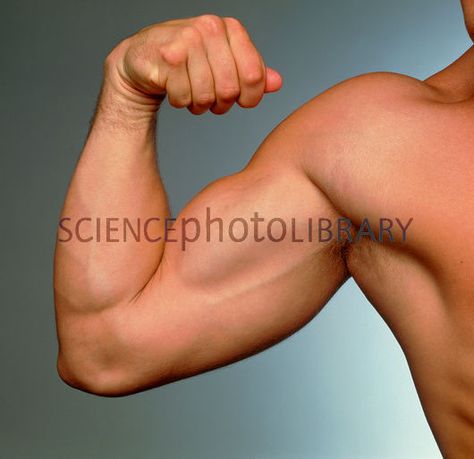 Muscular arm being flexed by athletic young man - Stock Image P701 ... Arm Flexing, Muscular Arm, Does He Love Me, Muscular Arms, Human Reference, Great Father, Godly Man, Anatomy Reference, Flexing