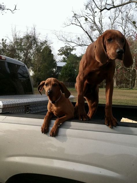 Red Coonhound, Red Bone Coonhound, Coon Hunting, Redbone Coonhound, Akc Breeds, Hound Dogs, Red Bone, Pretty Dogs, Large Dog Breeds